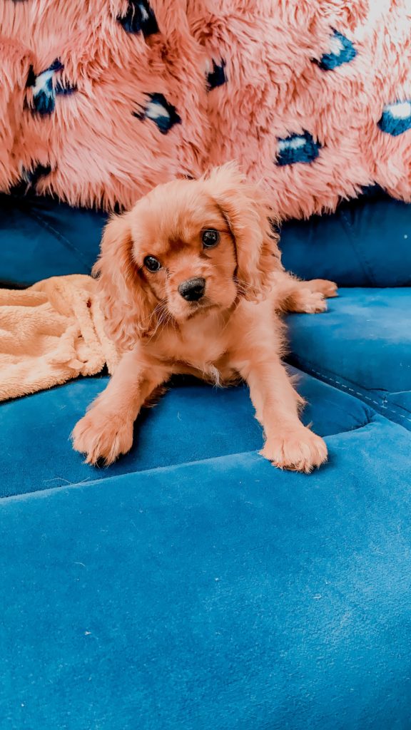 Benefits of Owning a Pet by popular Nashville lifestyle blog, Nashville Wifestyles: image of a puppy sitting on a blue couch. 